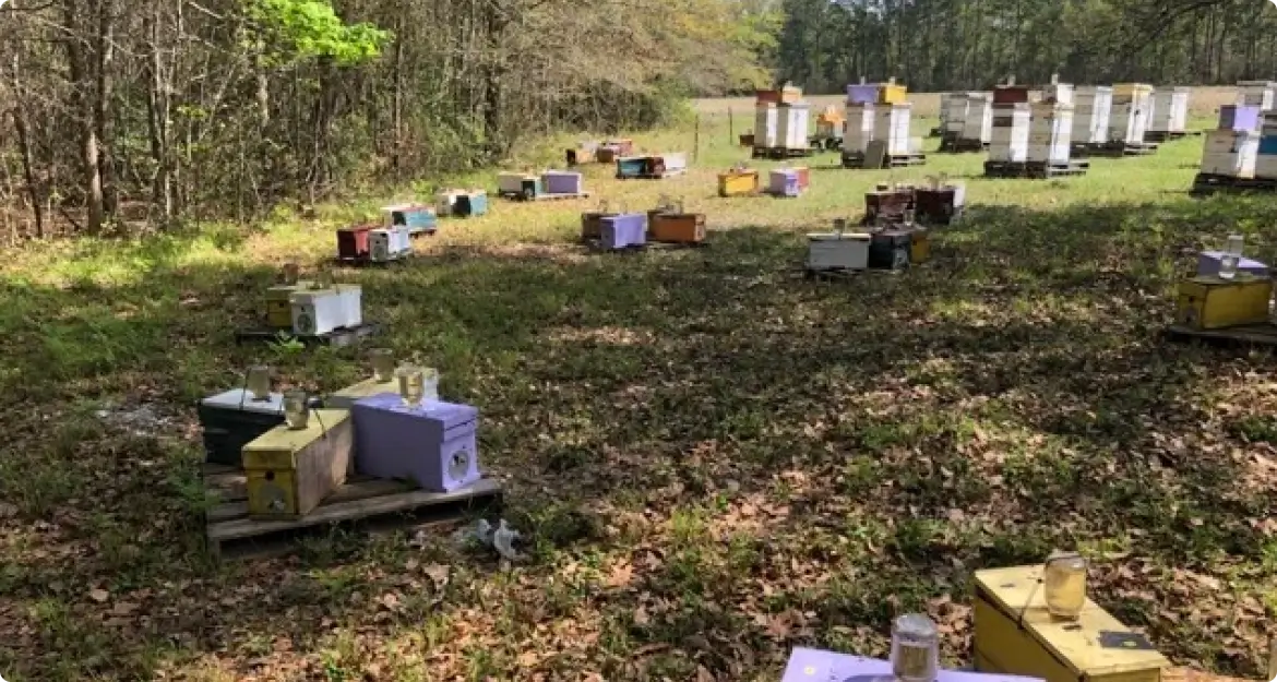 Bee Hives in Field