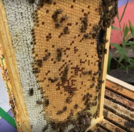 Close up of a beehive frame with honeycomb and many bees some cells capped showing busy workers on the frame