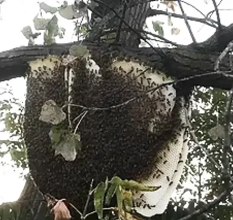 Bee Swarm