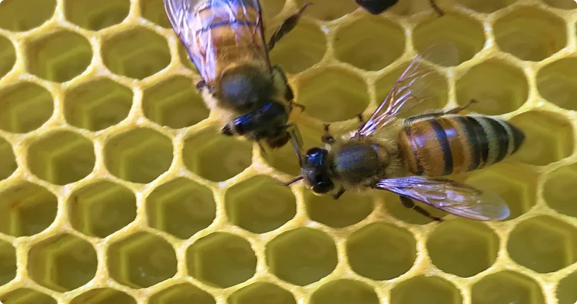 Two honey bees on a yellow honeycomb facing each other with antennae touching