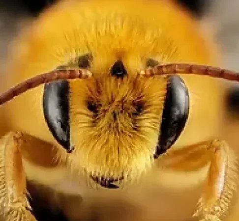 Honey Bee Closeup