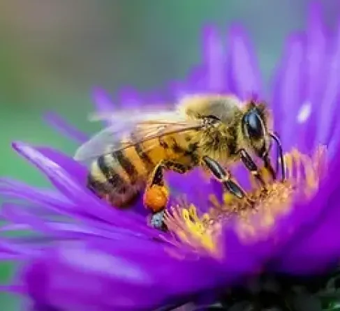 Honey bee in flower
