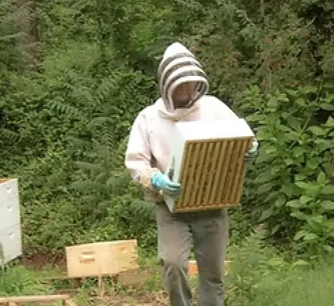 Honey in the Hollow Professional Beekeeper