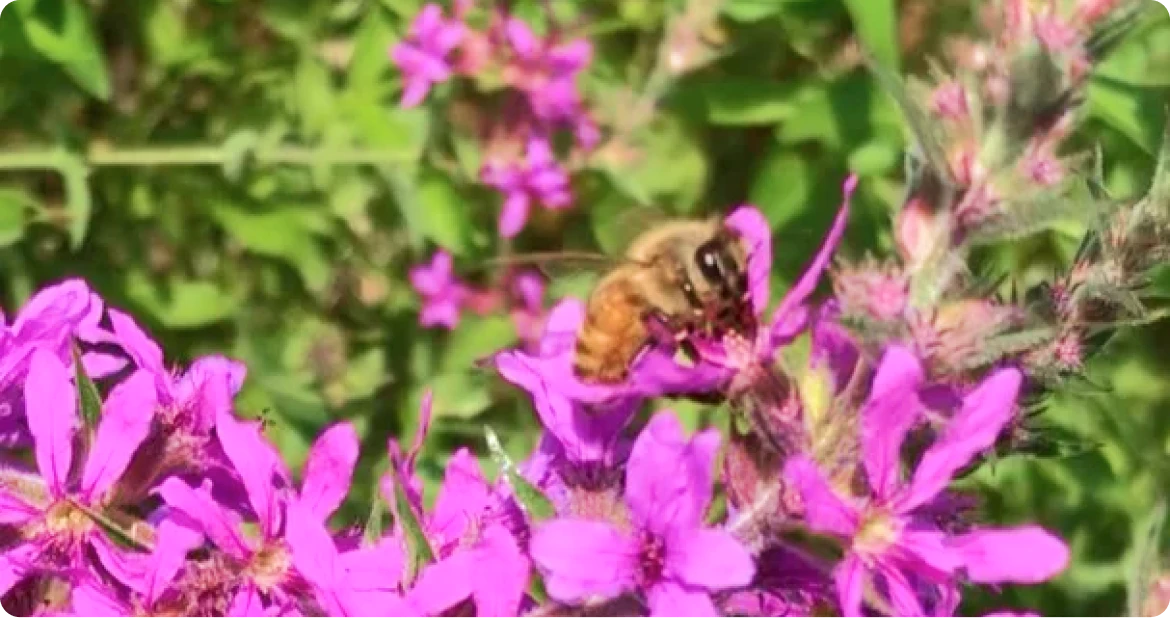Posing Bee