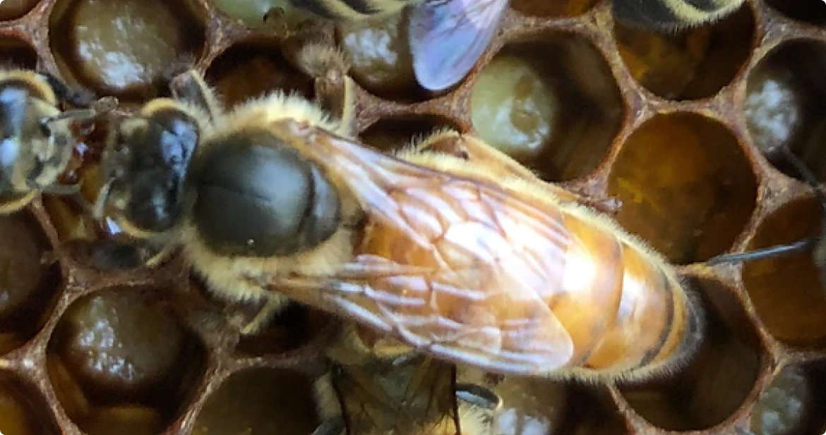 Queen Bee