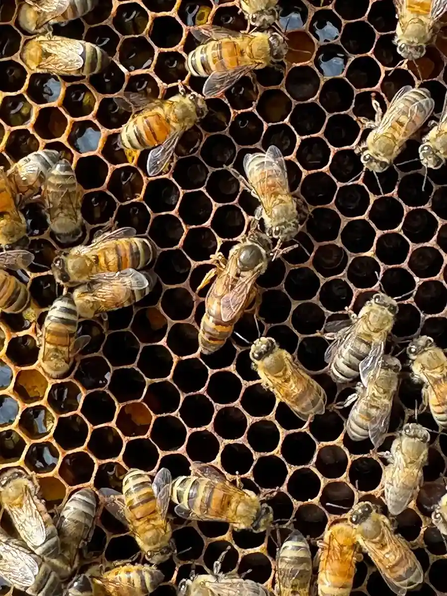 Spring Nuc Colony