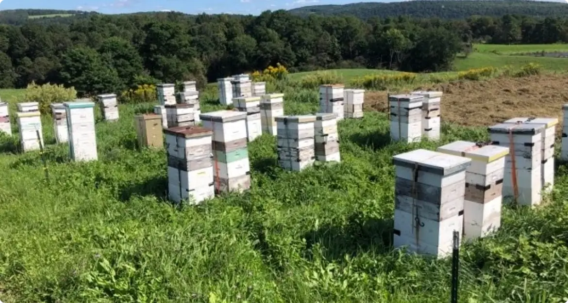 Rows of white beehives in a grassy field with a tree line in the distance under a clear sky