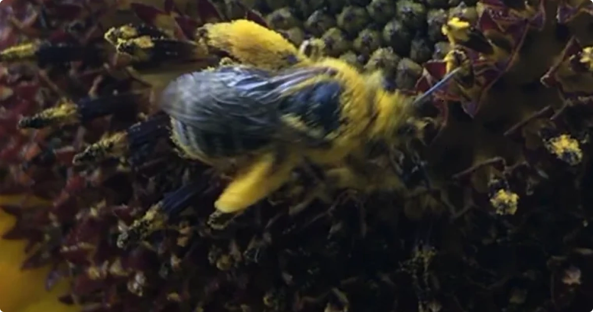Sunflower and honey bees