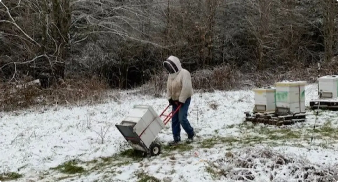 Winter Beekeeping